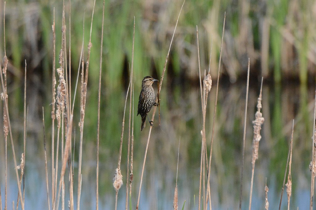 Blackbird, Red-winged, 2016-05098108 Parker River NWR, MA.JPG - Red-winged Blackbird (f). Parker Riverr National Wildlife Refuge, MA, 5-9-2016